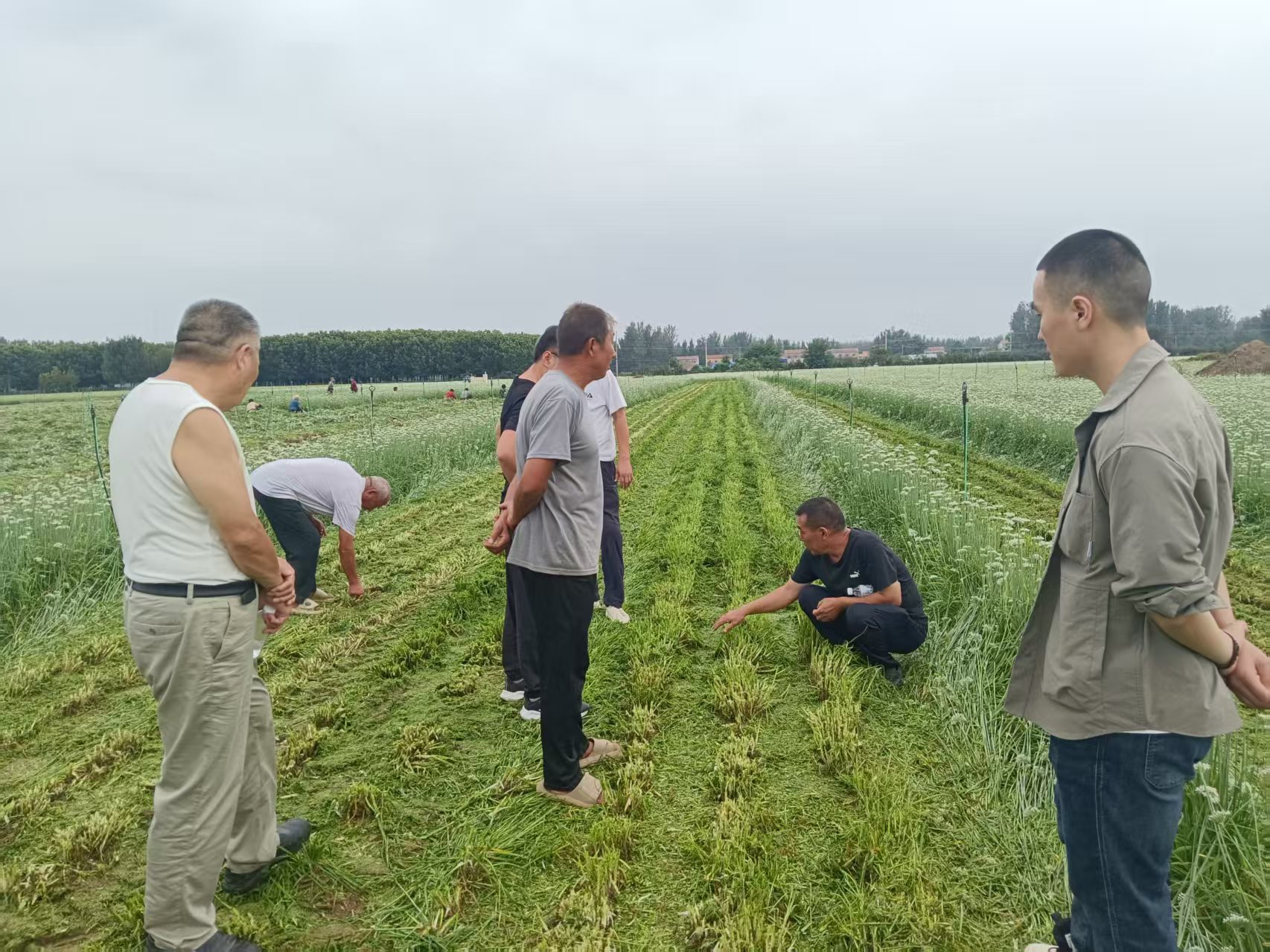 驻马店顺河街道雷庄村绿色韭菜种植喜获丰收