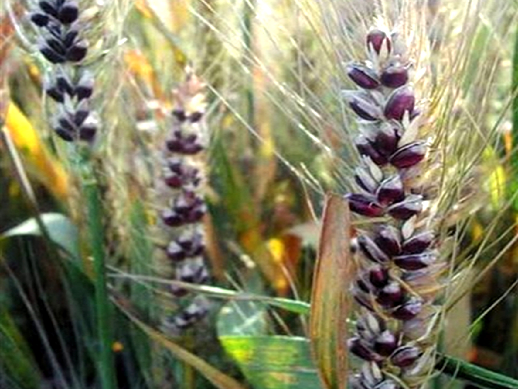 五彩小麦种植技术