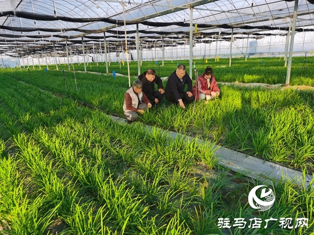 冬暖棚里“韭”香浓 特色种植鼓起村民“钱袋子”