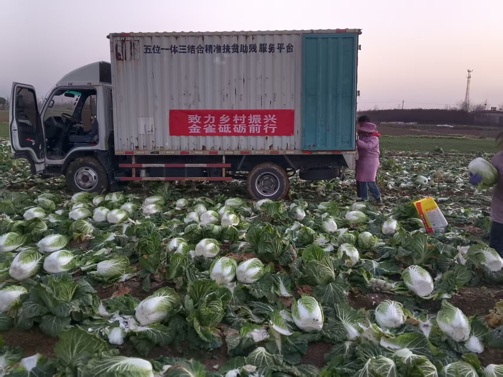 河南金雀田园科技有限公司助农销白菜